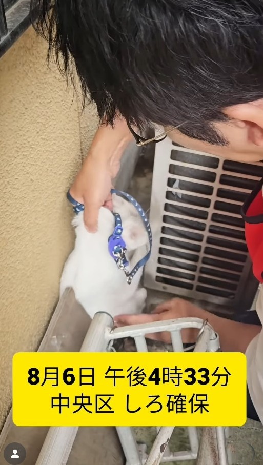 しろちゃん発見！（「つかねこ動物愛護環境福祉事業部」さん提供、Instagramよりキャプチャ撮影）