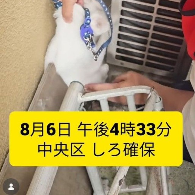 しろちゃん発見！（「つかねこ動物愛護環境福祉事業部」さん提供、Instagramよりキャプチャ撮影）