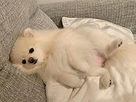 もうとろとろ…　今にも寝ちゃいそうなポメ「シャーロット」