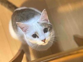 パナソニック保護犬猫譲渡会　NPO法人わんにゃんレスキューOHANAから参加予定の猫たち（11） 