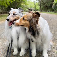 「ハムハムして！」 お散歩中、ラピスちゃんにアピールするネルちゃん（画像提供：アクラピネルさん）