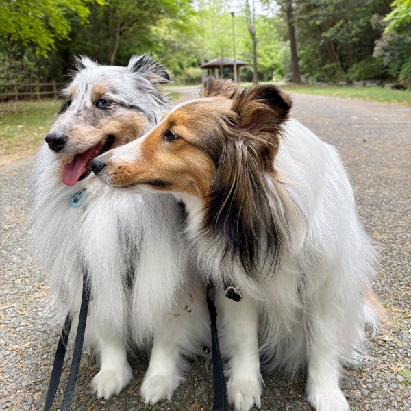 「ハムハムして！」 お散歩中、ラピスちゃんにアピールするネルちゃん（画像提供：アクラピネルさん）