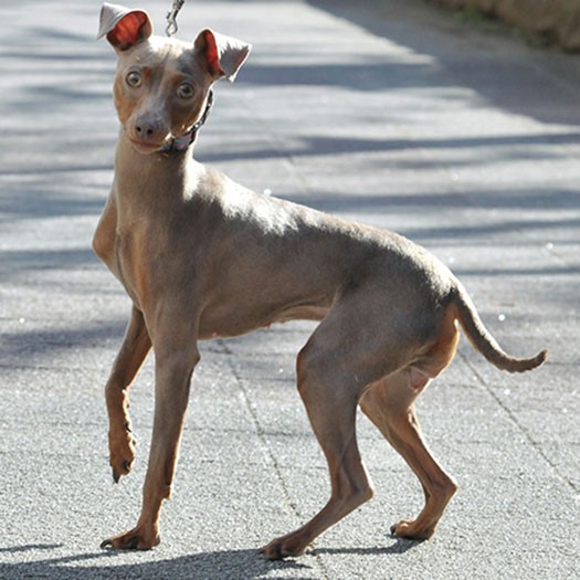 ミニチュア ピンシャー 小型でも勇敢で プライドの高い犬 知らない相手には警戒心 Sippo シッポ