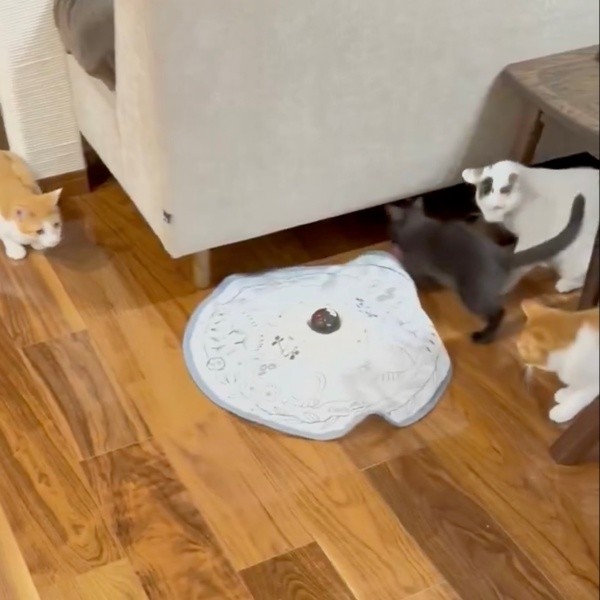 紐をくわえたままソファの下に向かう乃愛ちゃん（画像提供：桃丸さん）