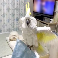 音楽に反応して冠羽と羽を広げるあめちゃん（手前）と、それを後方で見守るミルクちゃん（後ろ）（画像提供：ダンシングオウムと監視犬さん）