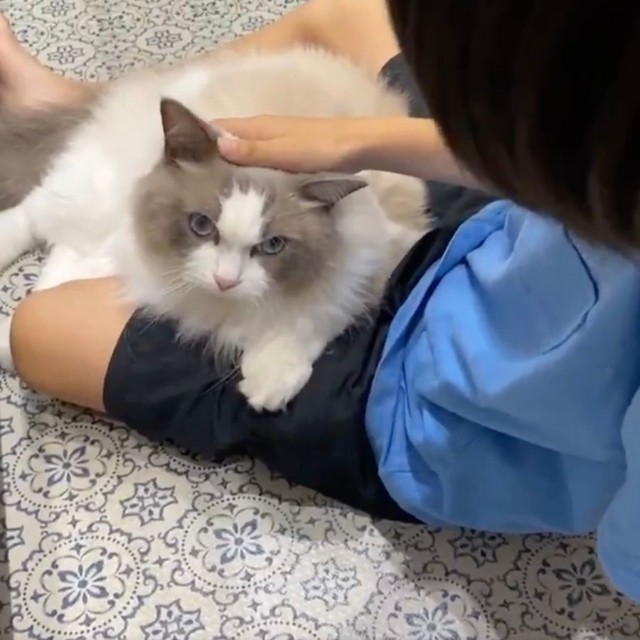 ルカくんを優しくなでる息子さん。これからも一緒の時間を大切に（動画からキャプチャー／提供：LUCA ラグドールさん）