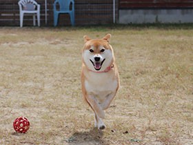 ひゃっほーい！楽しすぎて飛んじゃうよ！　柴犬「ラテ」　