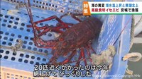 イセエビが宮城県沖に　海水温の上昇と黒潮の北上の影響　海の異変