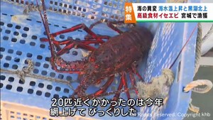 イセエビが宮城県沖に　海水温の上昇と黒潮の北上の影響　海の異変