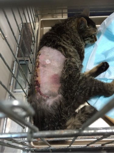 手術後のレオ。腰には大きな青あざ（またたび家提供）