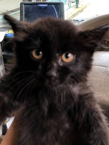 犬友・甲田さんから預かり、移動する田村さんの車の中で。抱っこされても怖がらなかった（田村さん提供）