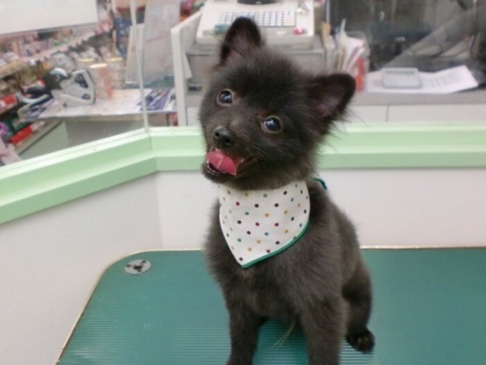 家にきたころの「シオン」