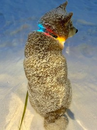 「揚げパン、いっちょ上がり！」（提供：HAKU_shiba2020さん）