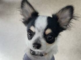 ママ抱っこして～　初めてのドッグカフェで緊張しちゃったかな？チワワ「そる」