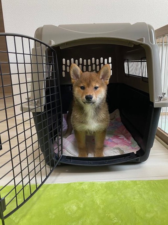 子犬時代のきなこちゃん（提供：柴犬きなこさん）