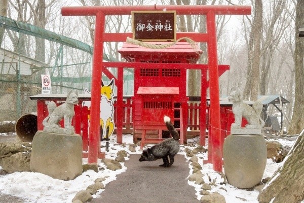 稲荷神社に降り立ったギンギツネ（画像提供：狐仙人乃弟子 トコノ オルタさん）