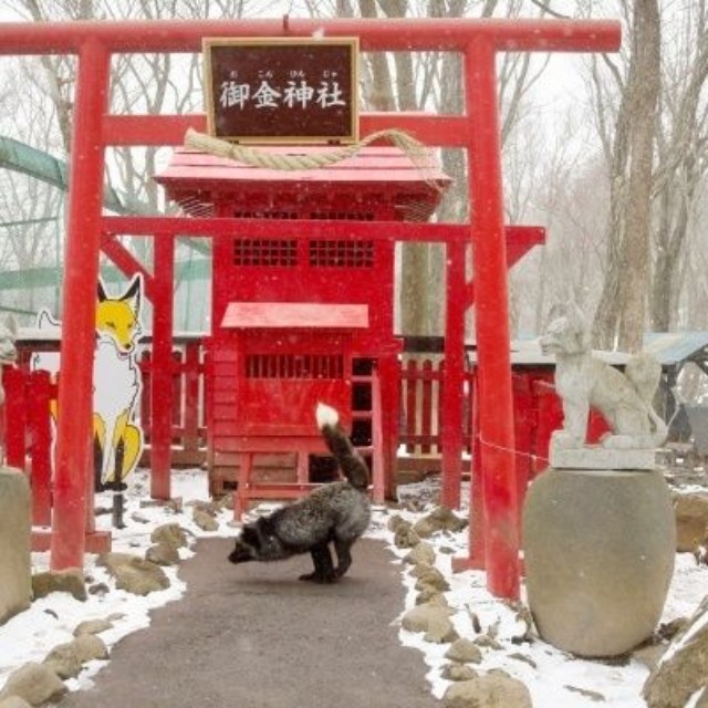稲荷神社に降り立ったギンギツネ（画像提供：狐仙人乃弟子 トコノ オルタさん）