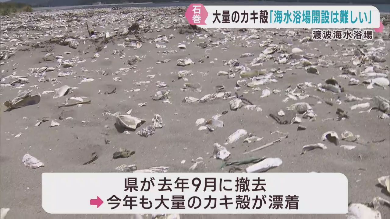 海岸に大量のカキ殻　前年に続き海水浴場の開設を見送りか　宮城・石巻市