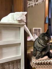 仲良くじゃれあう猫ちゃんず（提供：月生さん）