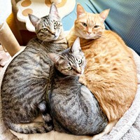 仲良しきょうだい♡ （左から）つむぎくん、ふうかちゃん、すずくん（画像提供：すずつむふうさん）