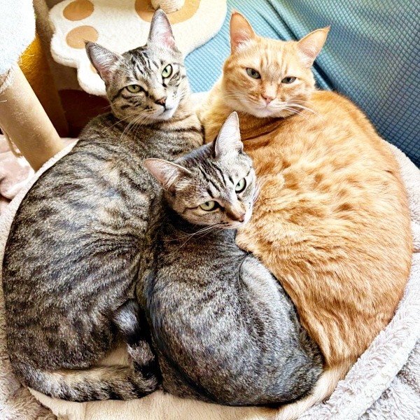 仲良しきょうだい♡ （左から）つむぎくん、ふうかちゃん、すずくん（画像提供：すずつむふうさん）