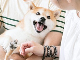 幸せを発信！人気のふわもこ男子「だいふく」の日常