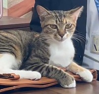 打ち合わせを終えて帰ろうとするお客さんのカバンの上に乗るインターンシップ生・ショコラちゃん（「しまや出版 癒し課」提供、Xよりキャプチャ撮影）※画像はトリミングしています