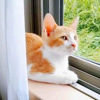 子猫時代、窓辺でニャルソックするフランくん（画像提供：ふうさんちさん）