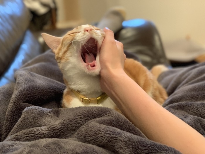 何でもないこの時間が、猫と暮らす至福（ゆりさん提供）
