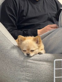 起きている時と同じ表情で寝るてんくん（提供：てん（５）さん）