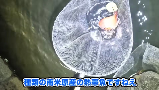 すぐにシクリッドの仲間だと分かったそう／あらかわさん（@Arakawa455）提供