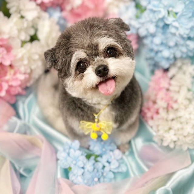 「天使のような子」 きれいに整った眉毛が素敵なまゆげちゃん（画像提供：まんまるまゆげ犬さん）