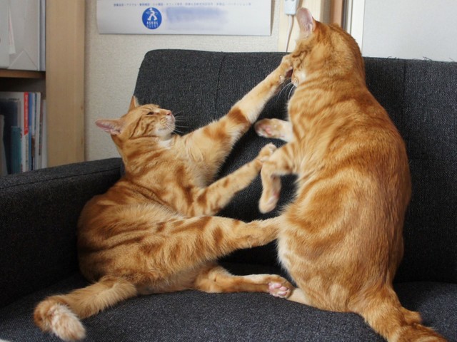 場所取りで小競り合いをする茶トラ兄弟（提供：えだももさん）