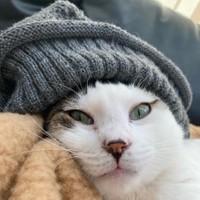 モデルさんみたいなこはくちゃん