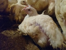 50日の短い一生　肉用鶏の苦しみをなくすため、私たちに出来ることは