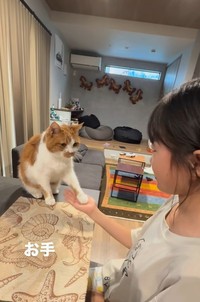 お手をする猫ちゃん…まるでワンちゃん！（「W＊S」さん提供、Instagramよりキャプチャ撮影）
