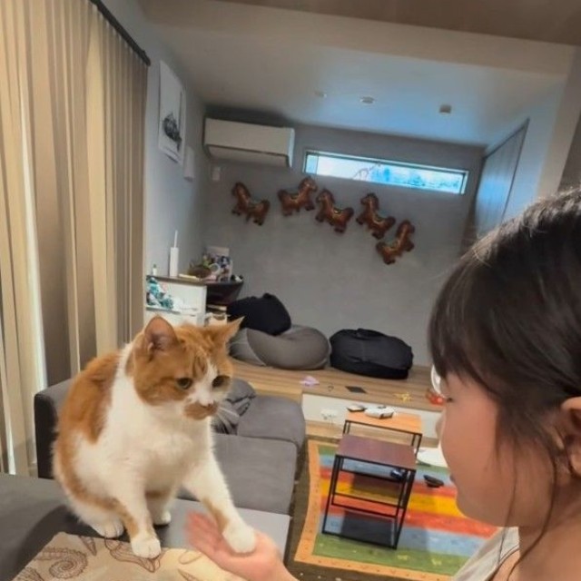 お手をする猫ちゃん…まるでワンちゃん！（「W＊S」さん提供、Instagramよりキャプチャ撮影）