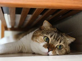 ２０１８隠れるのが上手で賞　スコティッシュフォールド「てち」
