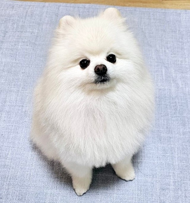 真っ白な被毛ときゅるんとした瞳が愛らしいレオくん（画像提供：ポメラニアン レオさん）