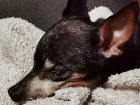 迎えた後も続く心強いサポートに感謝　信頼できるブリーダーからのメッセージ