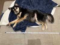 ごろんと寝そべるチョコちゃん。メジャーを置いてみるとサイズ丸わかり！（画像提供：チョコさん）