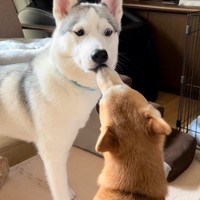 「先輩」からのとつぜんのキスにおどろくアシリちゃん（画像提供：深山さん)
