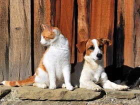 犬や猫へのマイクロチップ義務化　改正動物愛護法が成立
