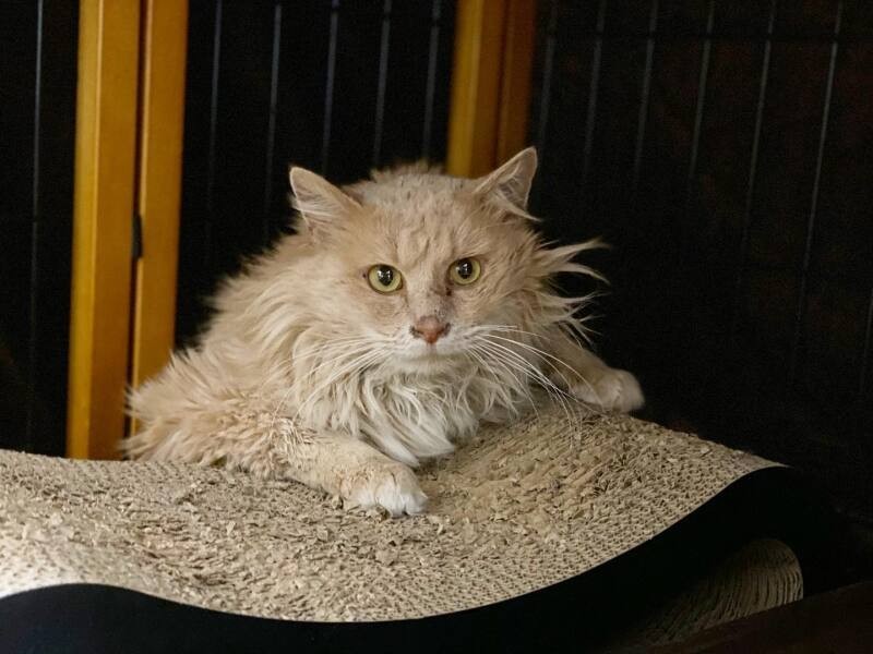 家にきたころの「ミルク」