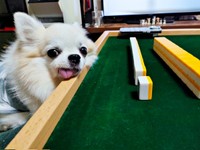 麻雀卓にアゴをのせて見守るタケオしゃん（画像提供：じゅんじゅんさん）