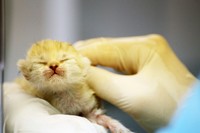 人工哺育で育てられた赤ちゃん「アミ―ラ」（那須どうぶつ王国提供）