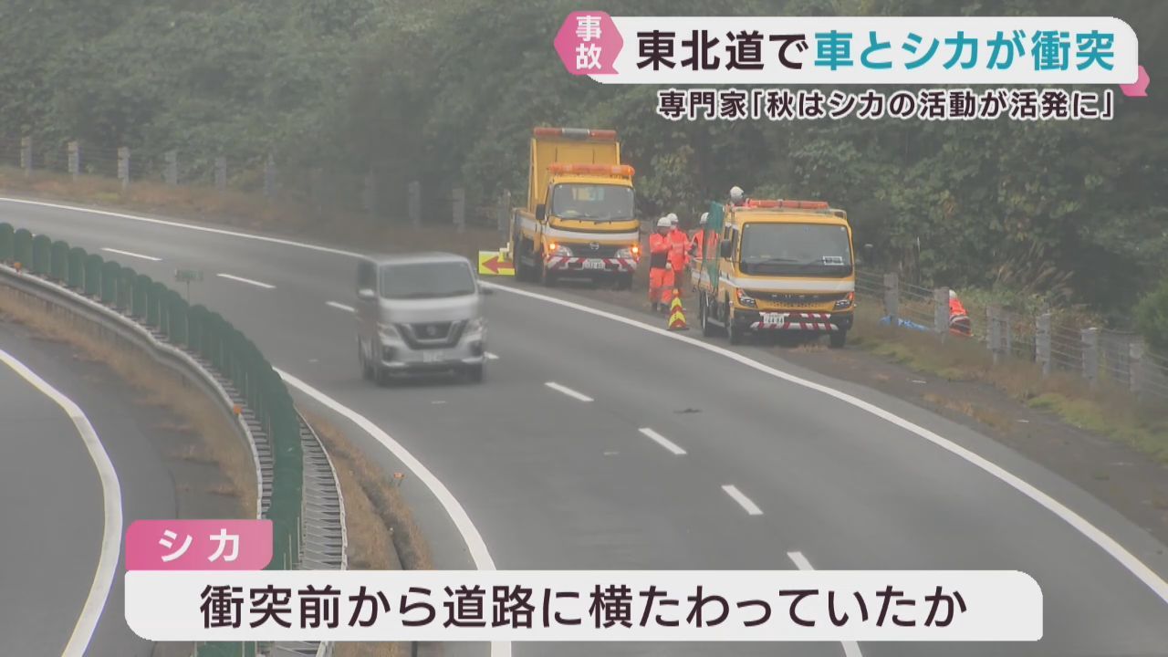 車がシカと衝突し計５台が事故　けが人は無し　宮城・栗原市の東北自動車道