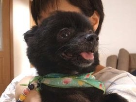 同棲カップルが破局し、残された犬2匹　そこに救いの神が現れた