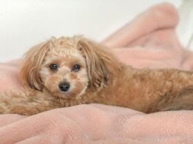 むしろ残っていてくれた奇跡にありがとう！　チワプー「もこ」は私の生きる活力