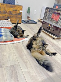 毛づくろいがシンクロ！？ （手前から）もなかちゃん、おはぎちゃん（画像提供：おはぎともなかと時々オトンさん）